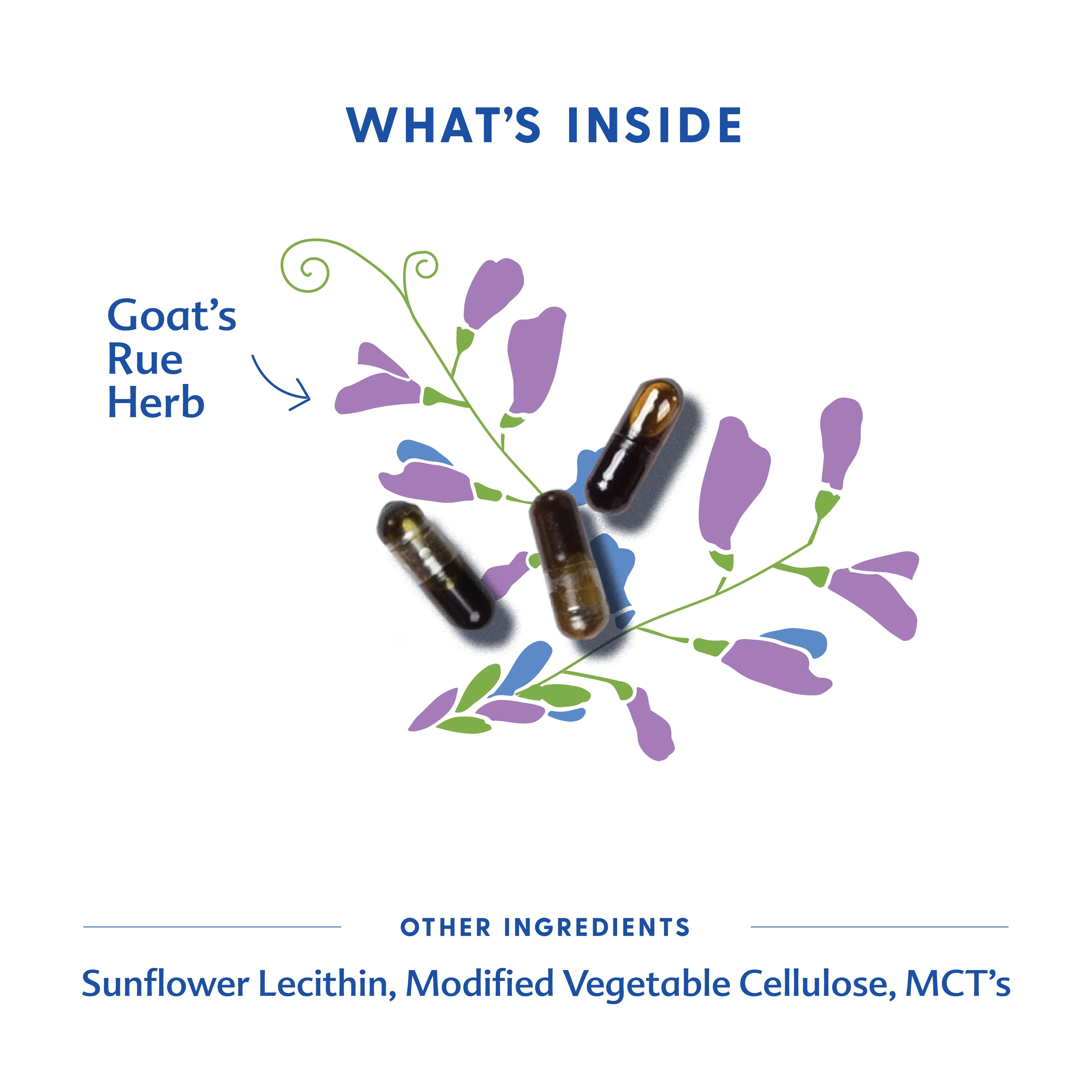 Motherlove Herbal Company Goat's Rue - Liquid Capsules - Image 6