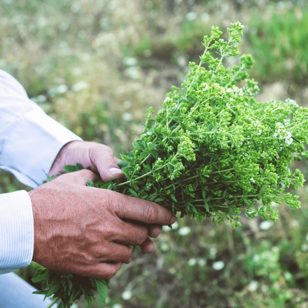 Greek Superherbs Greek Oregano (Ikaria Blue Zone) - Image 6