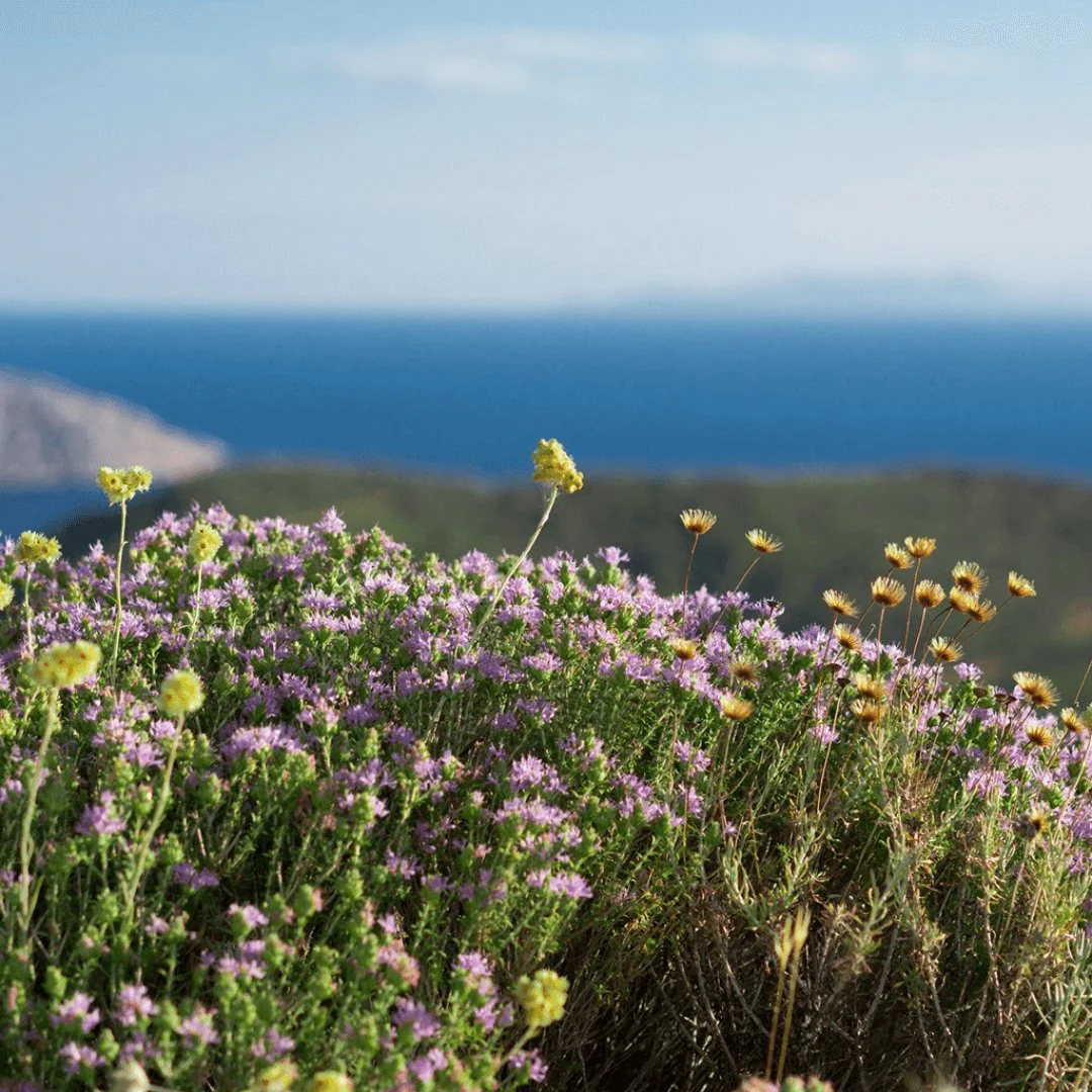 Greek Superherbs Greek Oregano (Ikaria Blue Zone) - Image 7