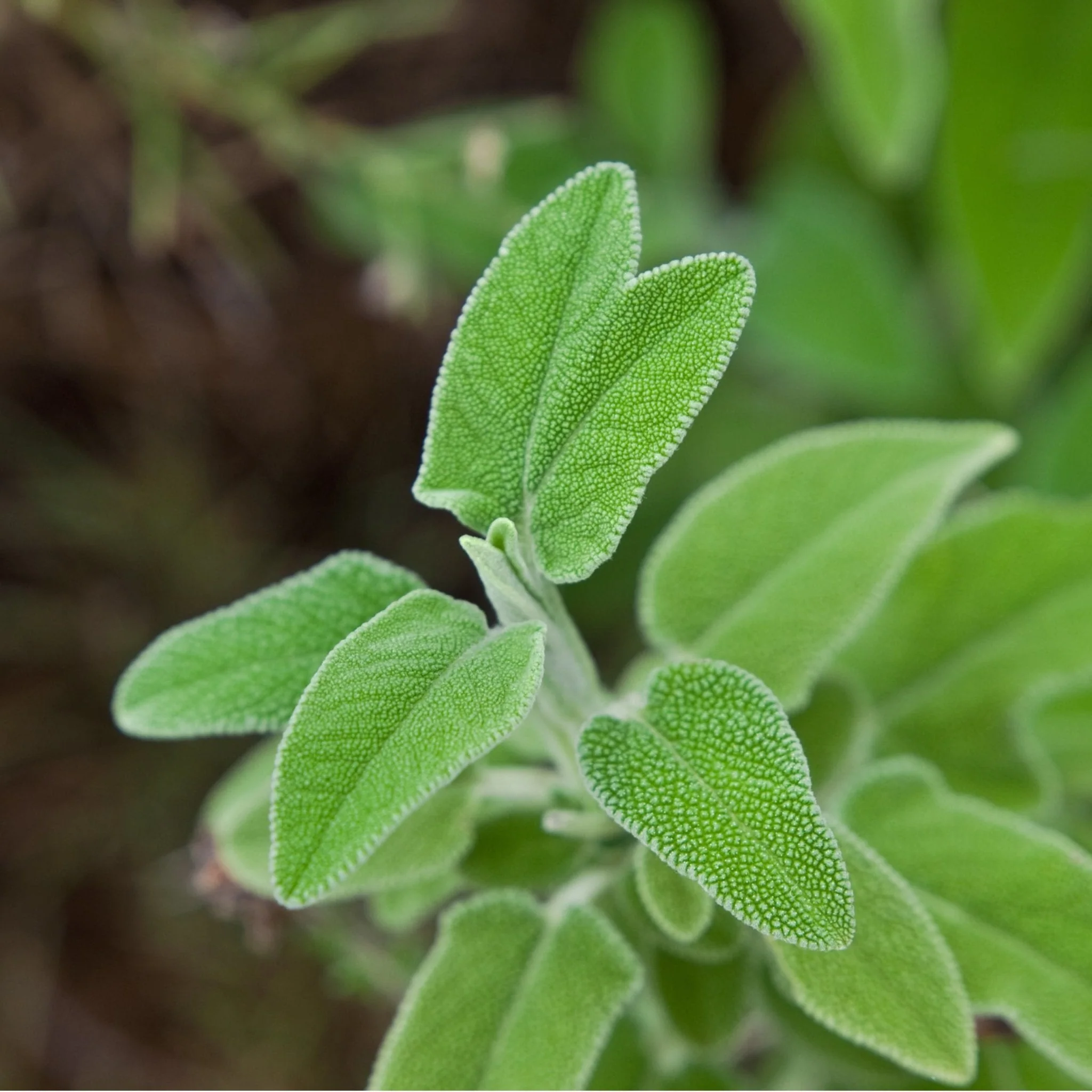 Greek Superherbs Greek Sage (Ikaria, Blue Zone) - Image 5