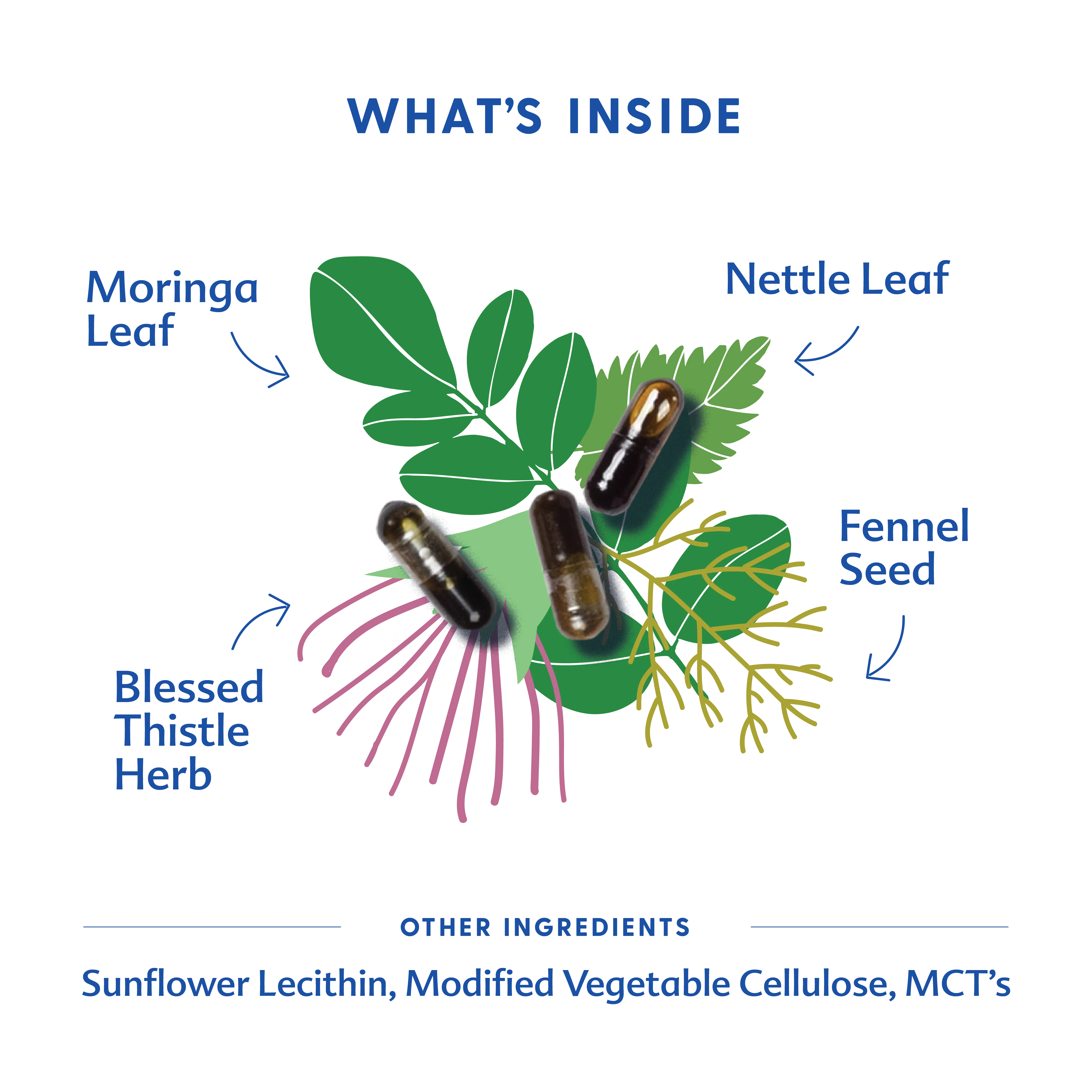 Motherlove Herbal Company More Milk® Moringa - Liquid Capsules - Image 6