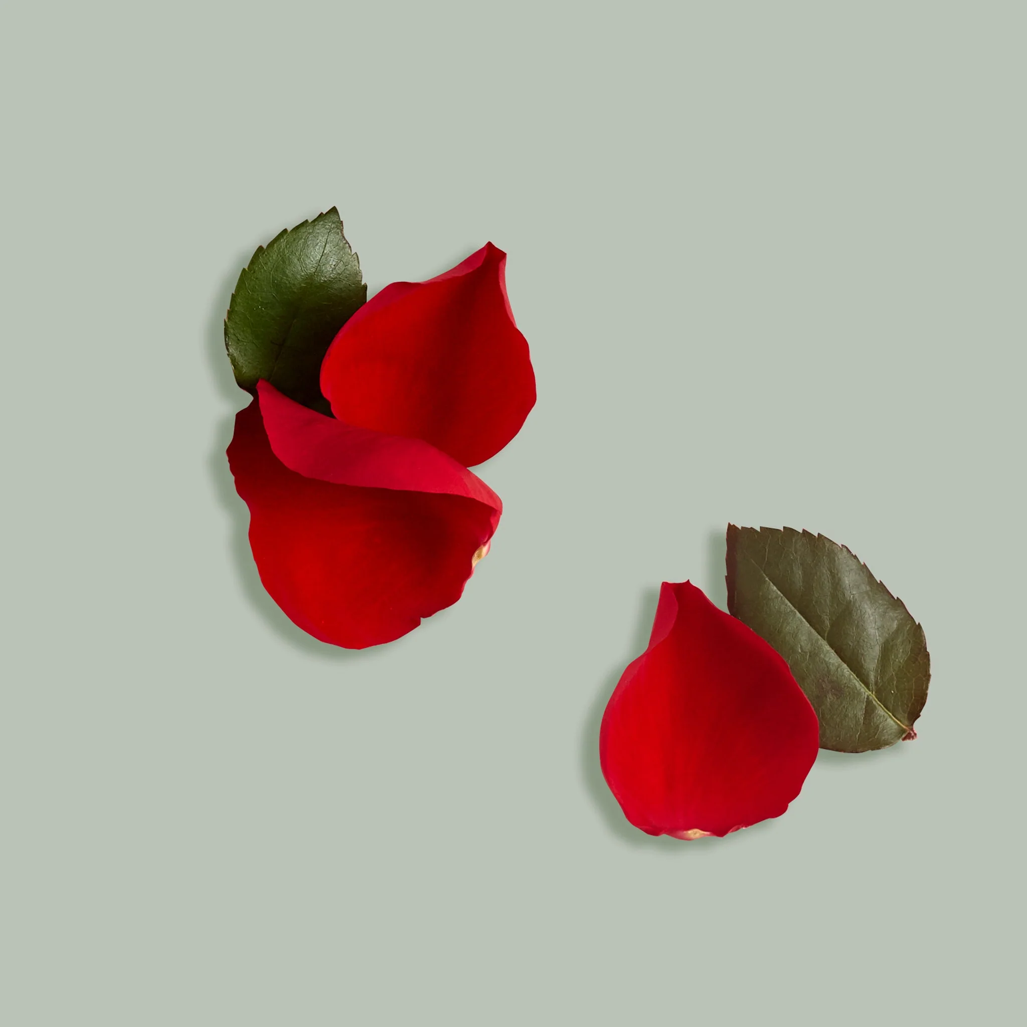 Humble Organics Organic Rosehip Ylang Ylang Body Butter – Exotic & Uplifting Hydration - Image 5