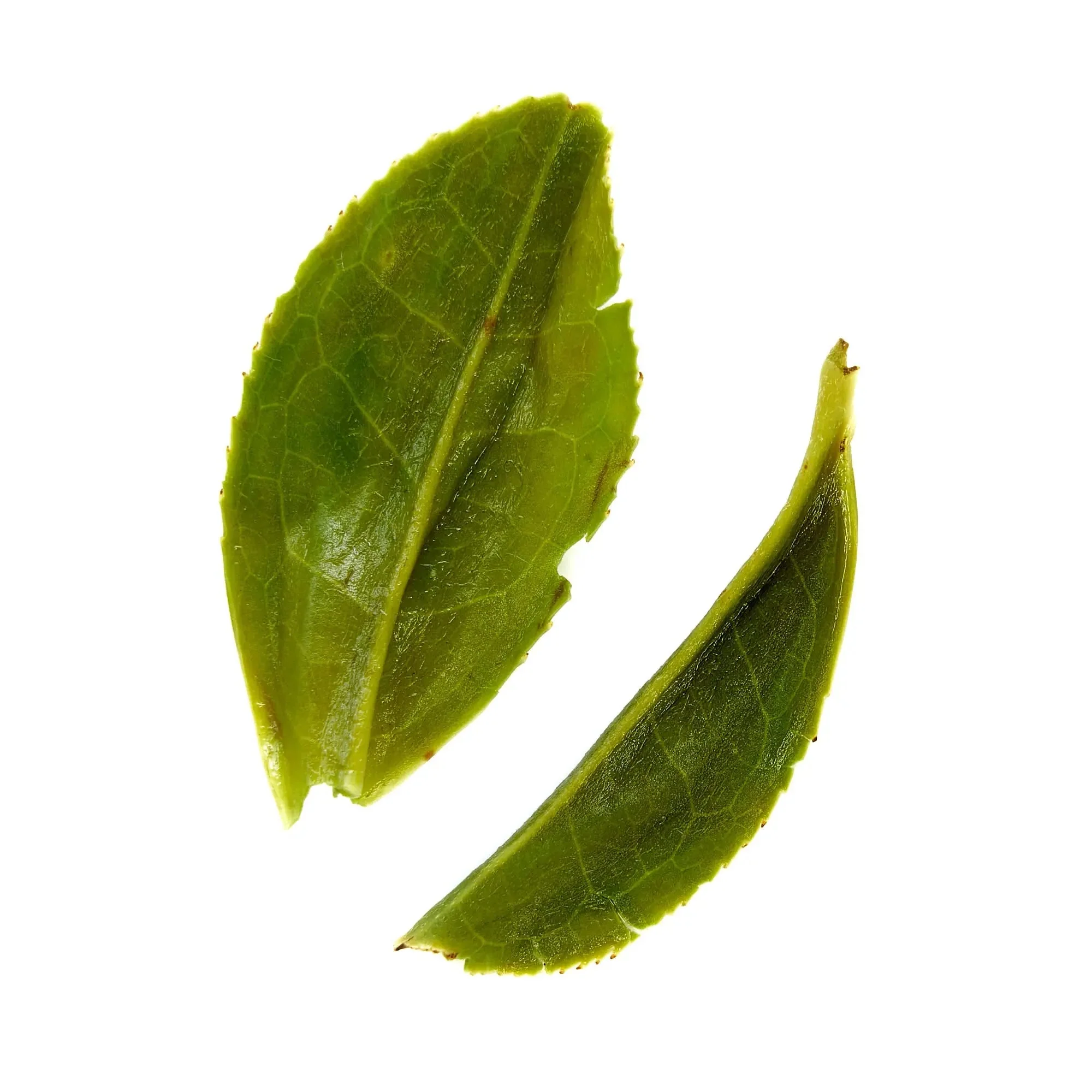 August Uncommon Tea Rare Leaves Emerald - Single Estate Pi Lo Chun Green Tea - Image 9